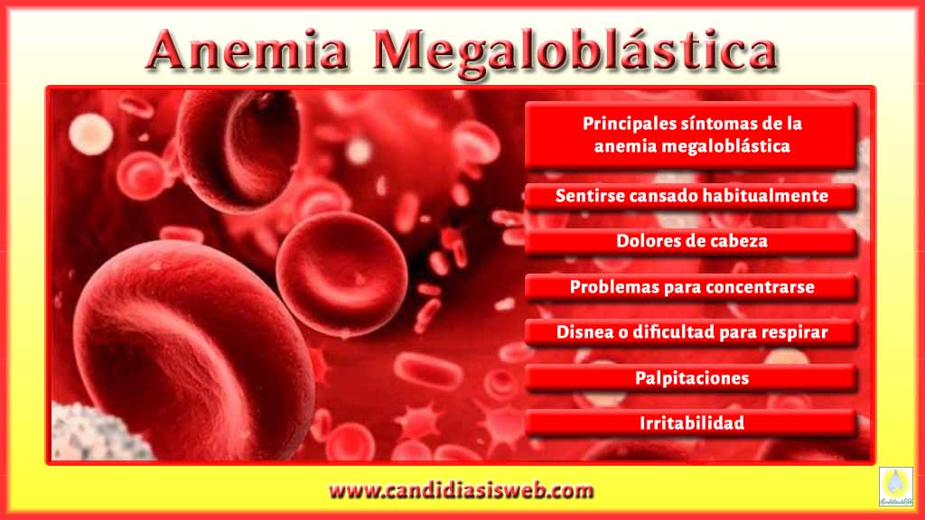tipos-de-anemia-anemia-megalobl-stica