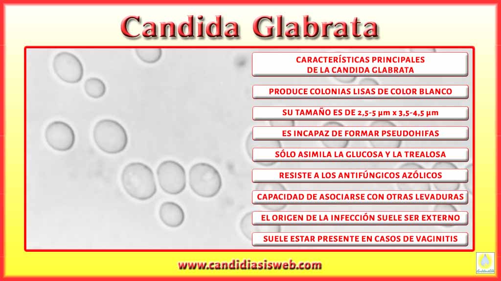 research papers on candida albicans Treatment for candida glabrata in intestines candide research paper topics with candida species in research paper topics candida albicans blood. research papers on candida albicans Treatment for candida glabrata in intestines candide research paper topics with candida species in research paper topics candida albicans blood.