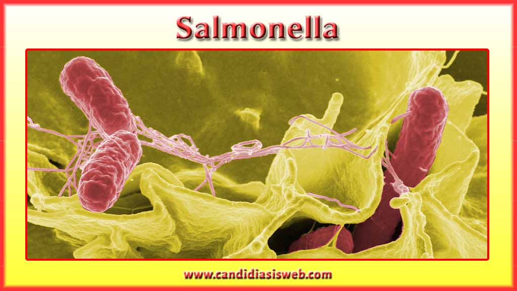 ¿Qué es? Salmonella