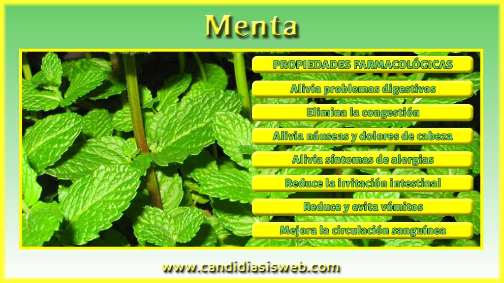 Plantas medicinales - Menta