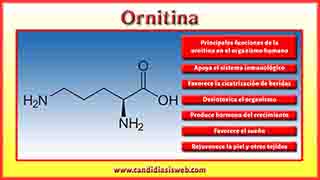 Ornitina