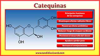 Catequinas