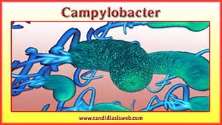 Campylobacter