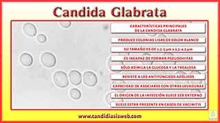 Candida Glabrata