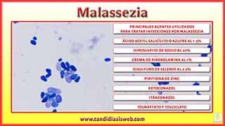 Malassezia