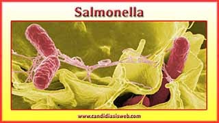 Salmonella
