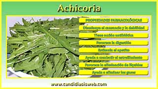Achicoria