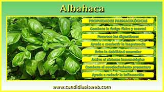 Albahaca