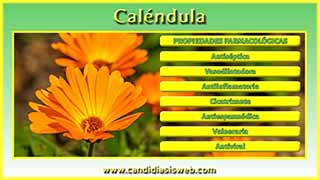 Caléndula