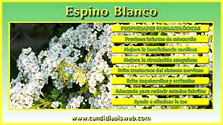 Espino Blanco