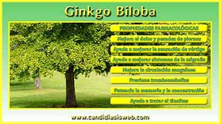 Ginkgo Biloba