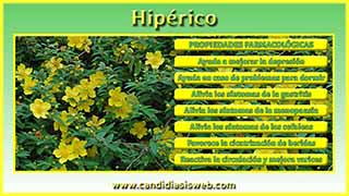 Hipérico