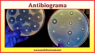 Antibiograma